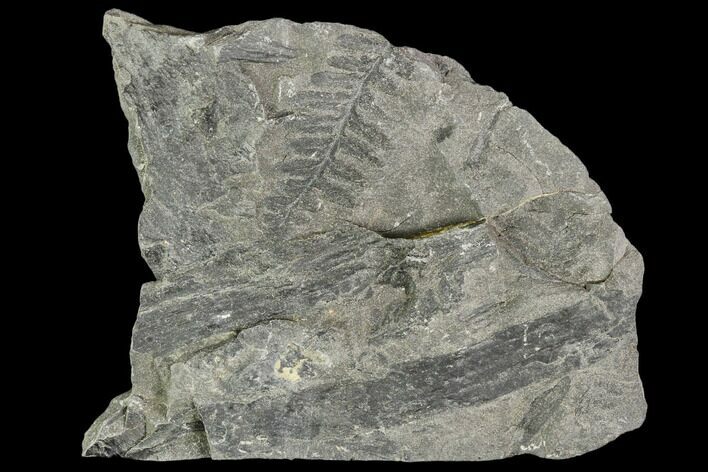 Carboniferous Fossil Fern (Sphenopteris) - Poland #111656